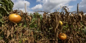 Municipio gestiona apoyos tras millonarias pérdidas agrícolas provocadas por heladas en Monte Patria
